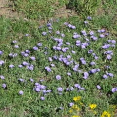 Convolvulus sabatius (Blue Rock Bindweed) at Isaacs Ridge and Nearby - 12 Jan 2019 by Mike