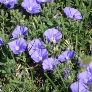 Convolvulus sabatius at Isaacs Ridge - 13 Jan 2019 10:03 AM