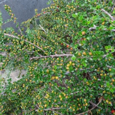 Cotoneaster horizontalis (Prostrate Cotoneaster) at Isaacs, ACT - 13 Jan 2019 by Mike