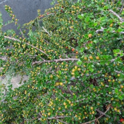 Cotoneaster horizontalis (Prostrate Cotoneaster) at Isaacs, ACT - 12 Jan 2019 by Mike