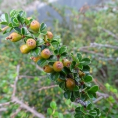 Cotoneaster horizontalis at Isaacs, ACT - 13 Jan 2019