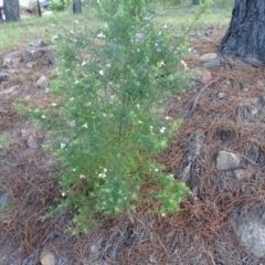 Westringia eremicola at Isaacs, ACT - 13 Jan 2019