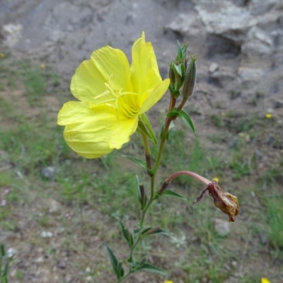Oenothera stricta subsp. stricta (Common Evening Primrose) at Isaacs Ridge and Nearby - 12 Jan 2019 by Mike