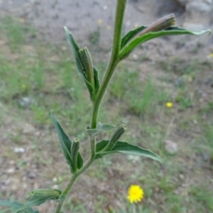 Oenothera stricta subsp. stricta at Isaacs, ACT - 13 Jan 2019