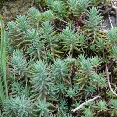 Sedum rupestre (Rocky Stonecrop or Deflexed Stonecrop) at Isaacs, ACT - 12 Jan 2019 by Mike