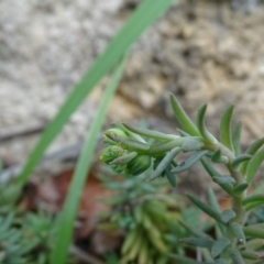 Sedum rupestre at Isaacs, ACT - 13 Jan 2019