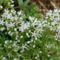 Sedum album (White Stonecrop) at Isaacs, ACT - 13 Jan 2019 by Mike