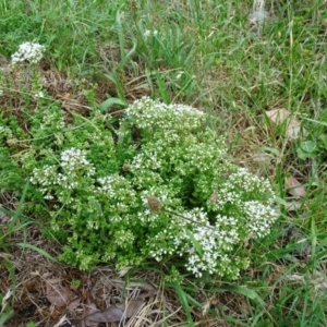 Sedum album at Isaacs, ACT - 13 Jan 2019 09:24 AM