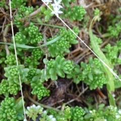 Sedum album at Isaacs, ACT - 13 Jan 2019 09:24 AM