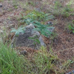 Acacia elata at Isaacs, ACT - 13 Jan 2019 09:18 AM