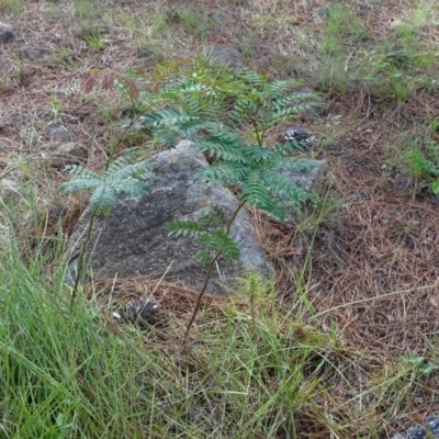 Acacia elata (Mountain Cedar Wattle) at Isaacs, ACT - 12 Jan 2019 by Mike