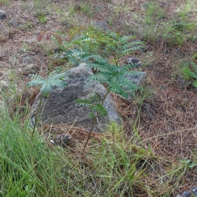 Acacia elata (Mountain Cedar Wattle) at Isaacs Ridge and Nearby - 12 Jan 2019 by Mike