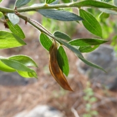 Acacia howittii at Isaacs, ACT - 13 Jan 2019 08:13 AM