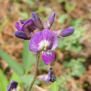 Glycine tabacina at Isaacs, ACT - 13 Jan 2019 10:12 AM