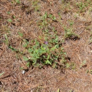 Glycine tabacina at Isaacs, ACT - 13 Jan 2019 10:12 AM