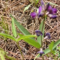 Glycine tabacina at Isaacs, ACT - 13 Jan 2019 10:12 AM