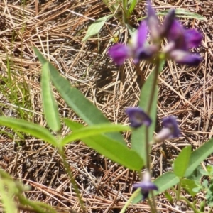 Glycine tabacina at Isaacs, ACT - 13 Jan 2019 10:12 AM