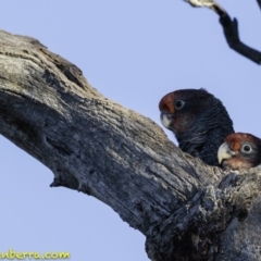 Callocephalon fimbriatum (Gang-gang Cockatoo) at GG102 - 11 Jan 2019 by BIrdsinCanberra