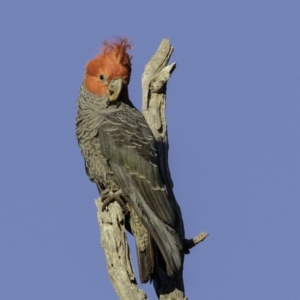 Callocephalon fimbriatum at Hughes, ACT - 12 Jan 2019