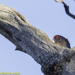 Callocephalon fimbriatum at Hughes, ACT - 12 Jan 2019