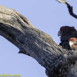 Callocephalon fimbriatum at Hughes, ACT - 12 Jan 2019