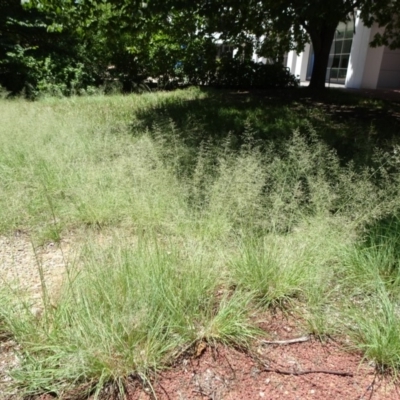 Eragrostis curvula (African Lovegrass) at Canberra, ACT - 12 Jan 2019 by JanetRussell