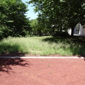 Eragrostis curvula at Canberra, ACT - 12 Jan 2019