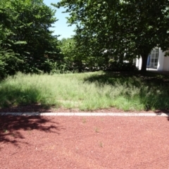 Eragrostis curvula at Canberra, ACT - 12 Jan 2019