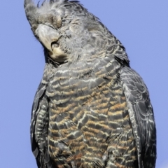 Callocephalon fimbriatum (Gang-gang Cockatoo) at Deakin, ACT - 12 Jan 2019 by JonSteinbeck