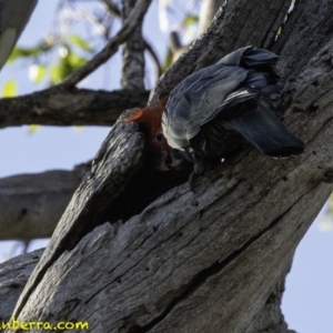 Callocephalon fimbriatum at Deakin, ACT - 12 Jan 2019