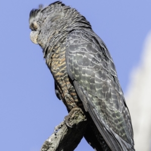 Callocephalon fimbriatum at Deakin, ACT - 12 Jan 2019