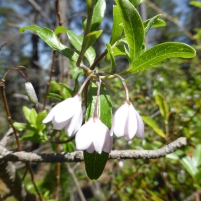 Billardiera heterophylla (Western Australian Bluebell Creeper) at Isaacs, ACT - 13 Jan 2019 by Mike