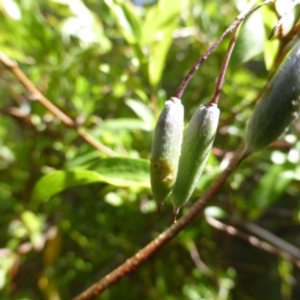 Billardiera heterophylla at Isaacs, ACT - 13 Jan 2019