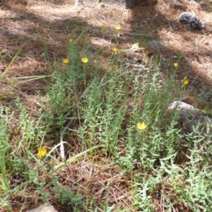 Hypericum gramineum at Isaacs, ACT - 13 Jan 2019 09:54 AM