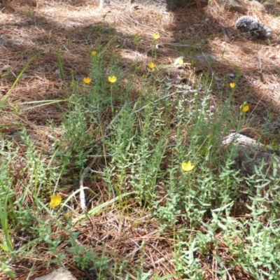 Hypericum gramineum (Small St Johns Wort) at Isaacs, ACT - 12 Jan 2019 by Mike