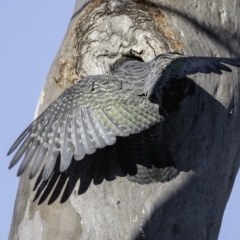 Callocephalon fimbriatum (Gang-gang Cockatoo) at Deakin, ACT - 12 Jan 2019 by JonSteinbeck
