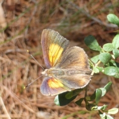 Paralucia pyrodiscus (Fiery Copper) at Isaacs, ACT - 12 Jan 2019 by Mike