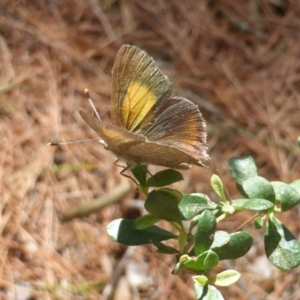 Paralucia pyrodiscus at Isaacs, ACT - suppressed