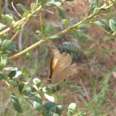 Paralucia pyrodiscus at Isaacs, ACT - 13 Jan 2019