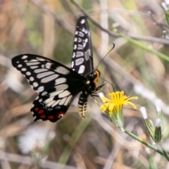 Papilio anactus (Dainty Swallowtail) at Cooleman Ridge - 3 Jan 2019 by SWishart