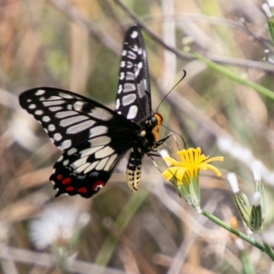 Papilio anactus (Dainty Swallowtail) at Cooleman Ridge - 3 Jan 2019 by SWishart