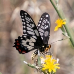 Papilio anactus at Chapman, ACT - 3 Jan 2019 12:07 PM