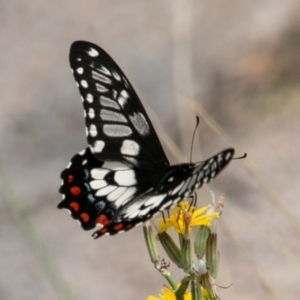 Papilio anactus at Chapman, ACT - 3 Jan 2019 12:07 PM