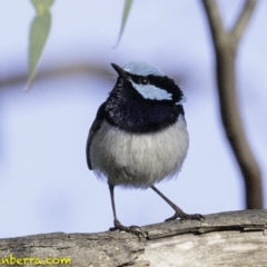 Malurus cyaneus (Superb Fairywren) at Deakin, ACT - 12 Jan 2019 by BIrdsinCanberra