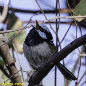 Malurus cyaneus at Deakin, ACT - 12 Jan 2019