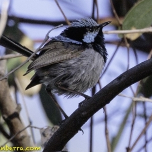 Malurus cyaneus at Deakin, ACT - 12 Jan 2019 07:34 AM