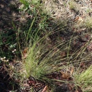 Eragrostis curvula at Reid, ACT - 12 Jan 2019