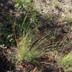 Eragrostis curvula at Reid, ACT - 12 Jan 2019 07:47 AM