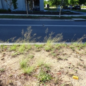 Eragrostis curvula at Reid, ACT - 12 Jan 2019 07:47 AM