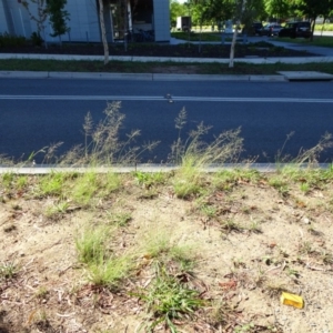 Eragrostis curvula at Reid, ACT - 12 Jan 2019